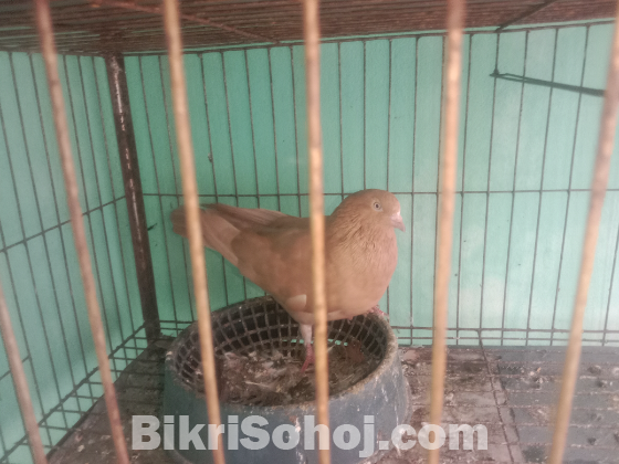 একটি চার খোপের খাঁচা ও পাঁচটি কবুতর।